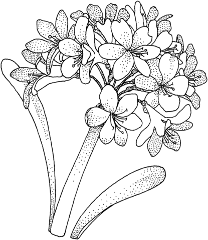 Hydrangea 1 Coloring Page